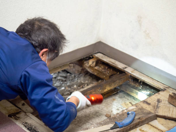 Best Black Mold Removal  in Bloomingdale, TN