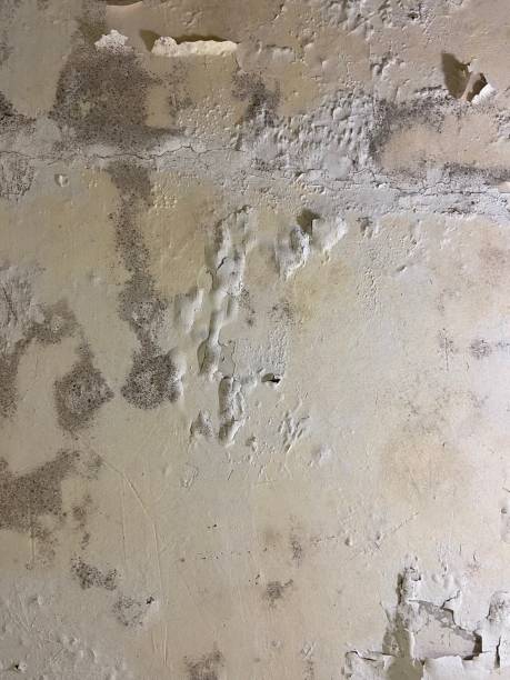 Best Mold Removal Company Near Me  in Bloomingdale, TN