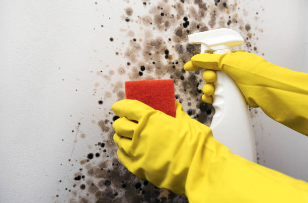 Best Professional Mold Removal  in Bloomingdale, TN