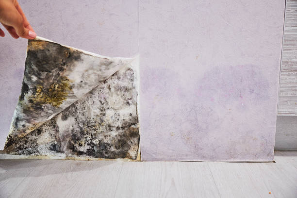 Best Mold Cleaning Services  in Bloomingdale, TN